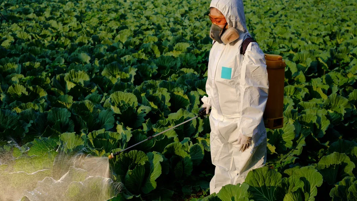 Jardinier dans une combinaison de protection de l'engrais et de l'insecticide de pulvérisation sur une énorme plante de légumes chou