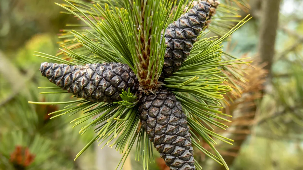 Arrangement de trois cônes sur la branche d'un pin bosniaque pinus heldreichii