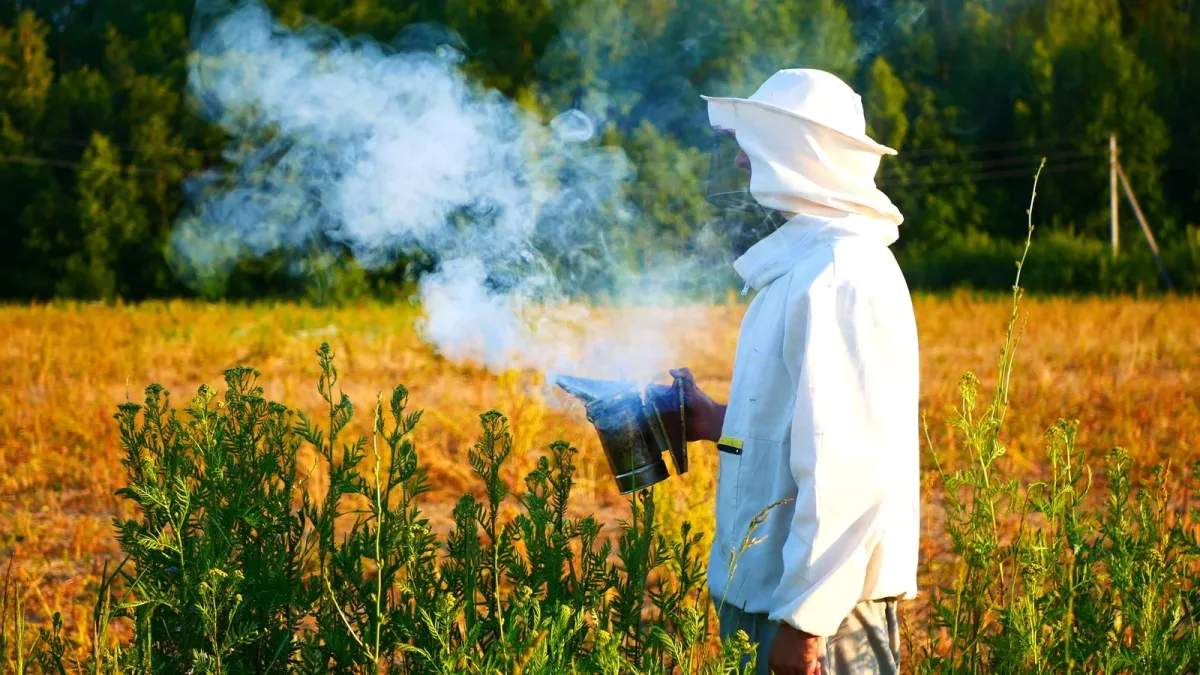 Pesticides illégaux : comment un produit sans AMM arrive dans un champ européen