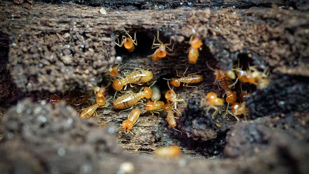 Groupe des petits termites Les termites sont des créatures sociales qui endommagent les maisons en bois des peuples parce
