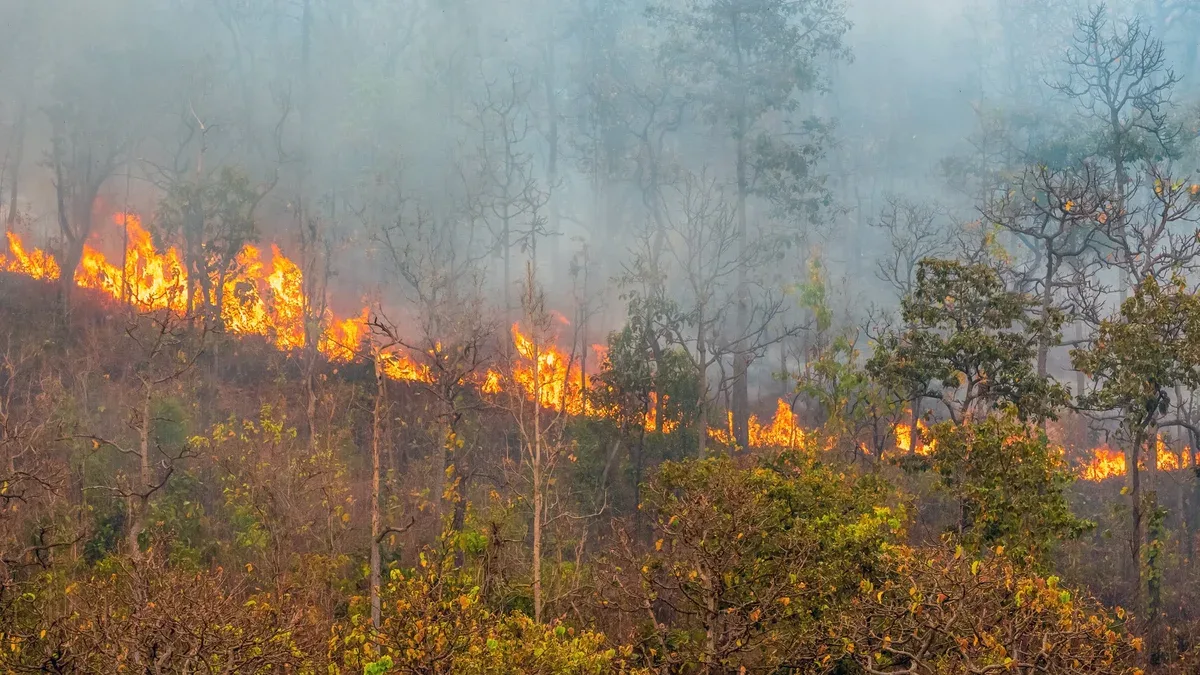 Le feu de forêt brûle principalement comme un feu de surface, se propageant le long du sol